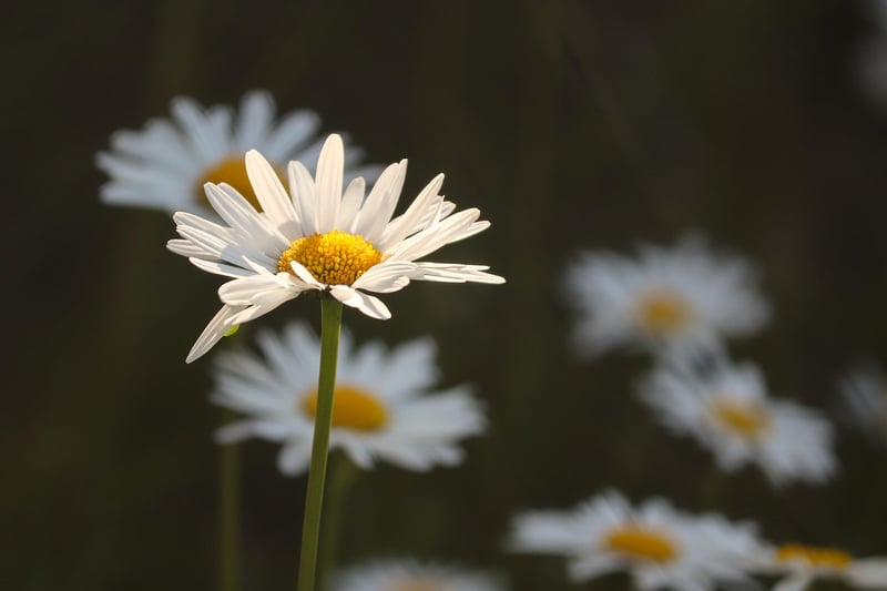 Whispering Meadows
